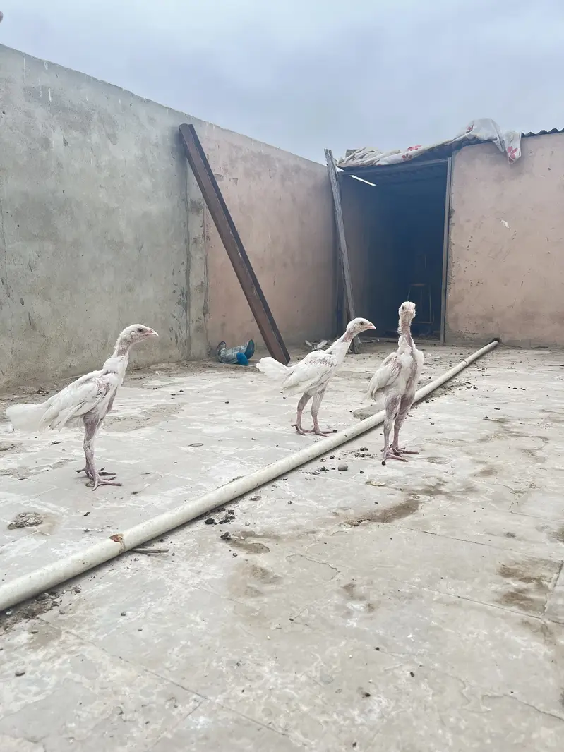 Pure paper white heera chicks — photo 9