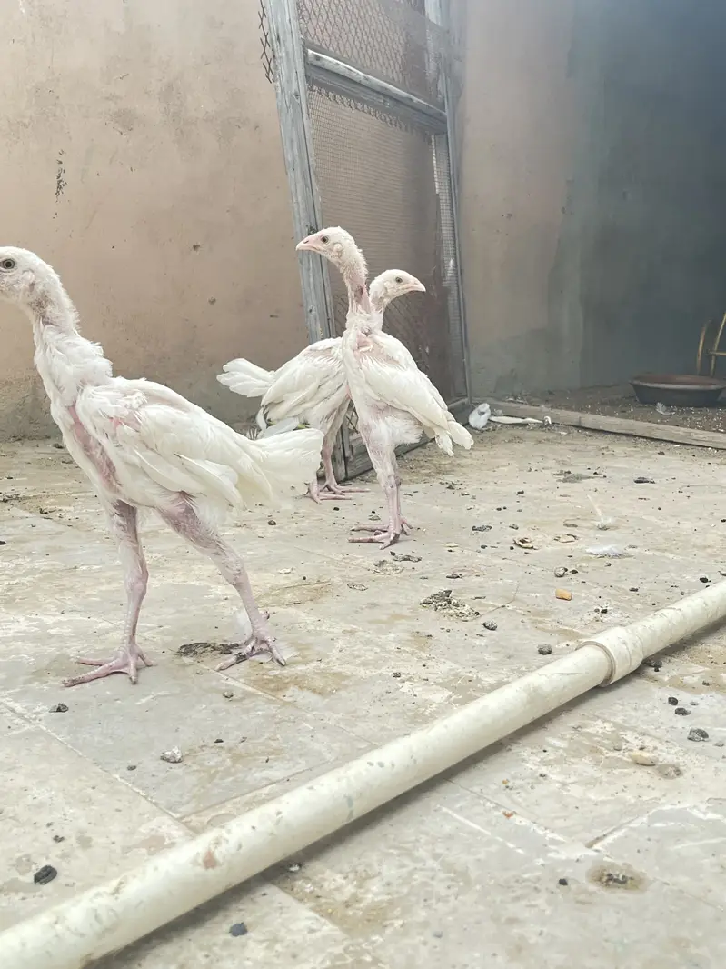 Pure paper white heera chicks — photo 10