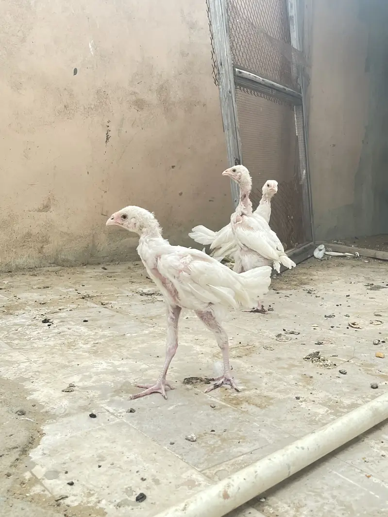 Pure paper white heera chicks — photo 11