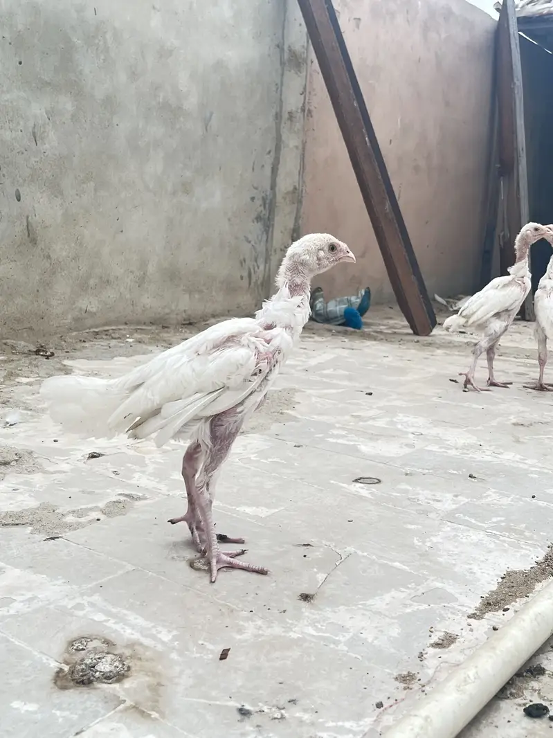 Pure paper white heera chicks — photo 12
