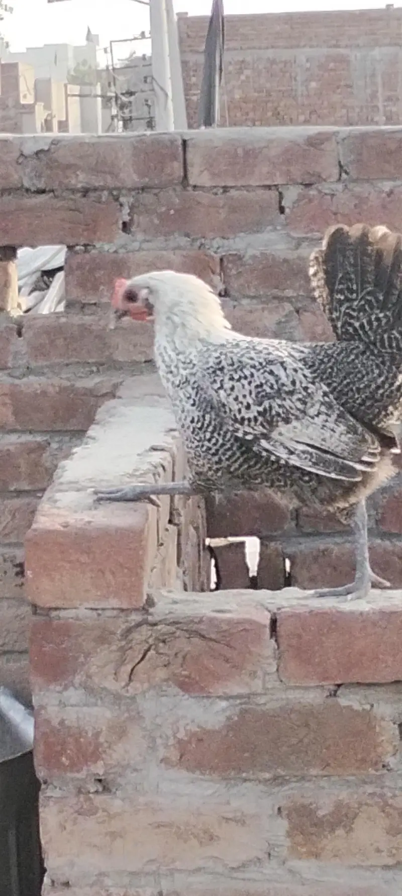 Egyptian fayoumi pair — photo 4