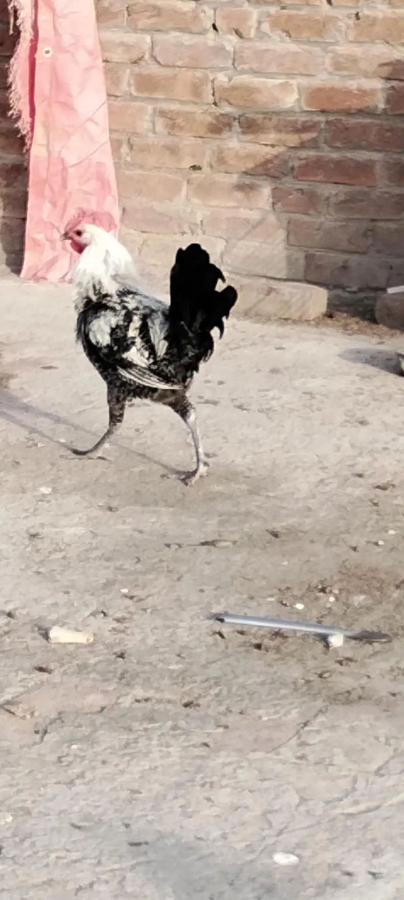 Egyptian fayoumi pair — photo 8