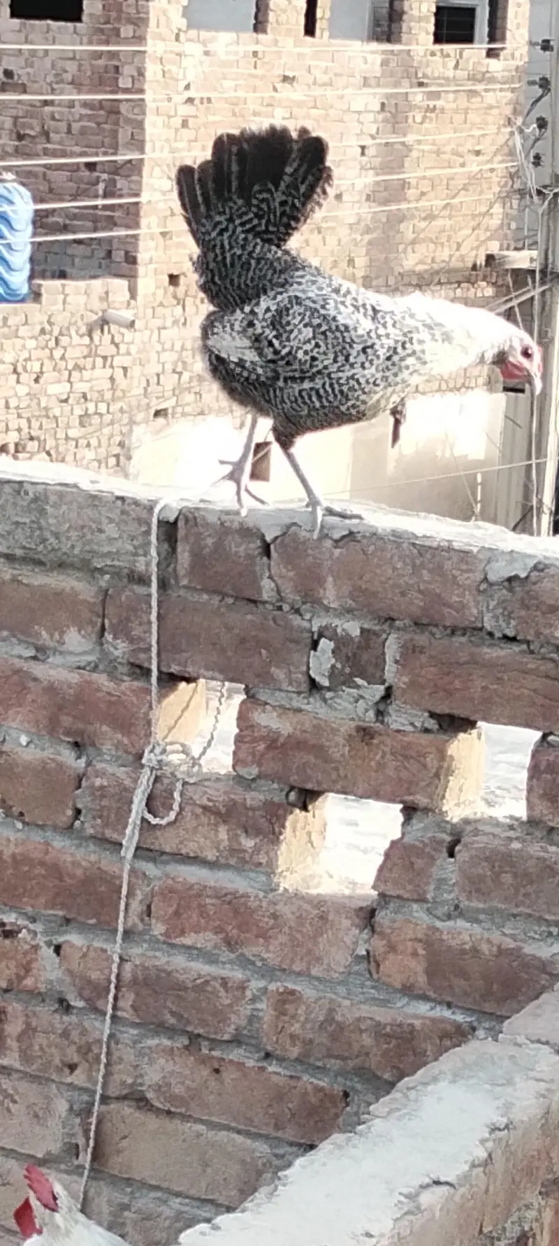 Egyptian fayoumi pair — photo 10