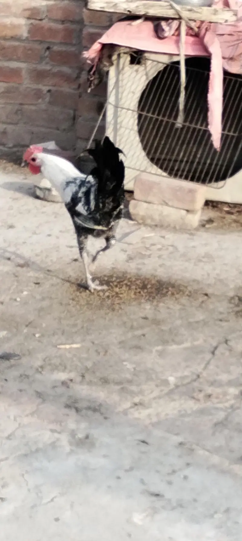 Egyptian fayoumi pair — photo 11