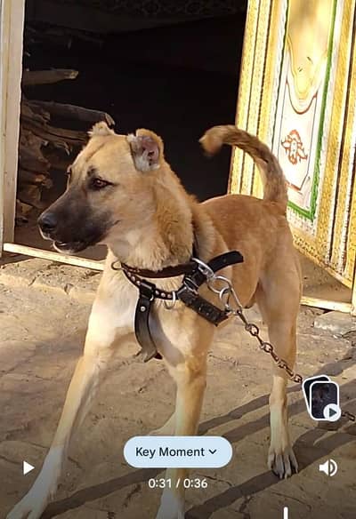 bakrwal dog for ya exchange ho Sakta hy