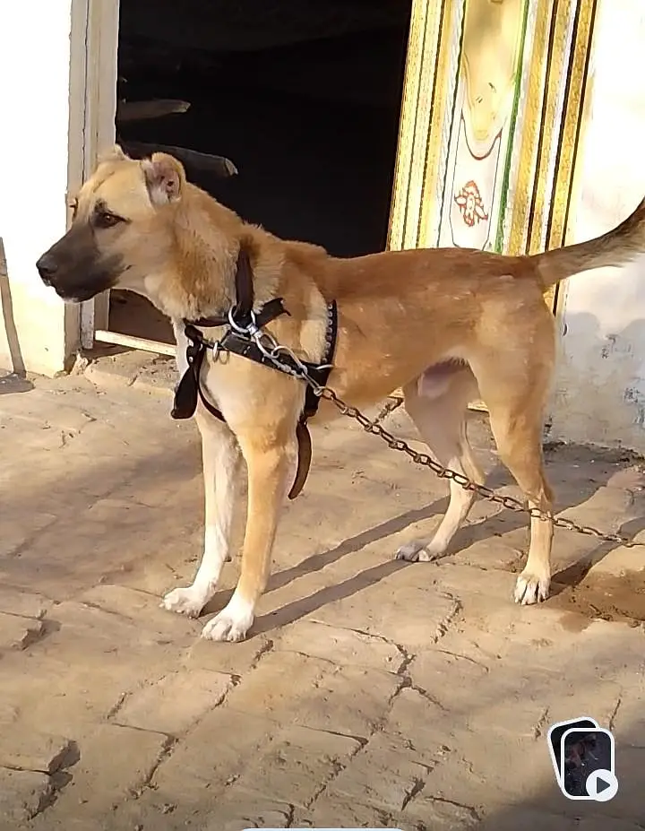 bakrwal dog for ya exchange ho Sakta hy — photo 2