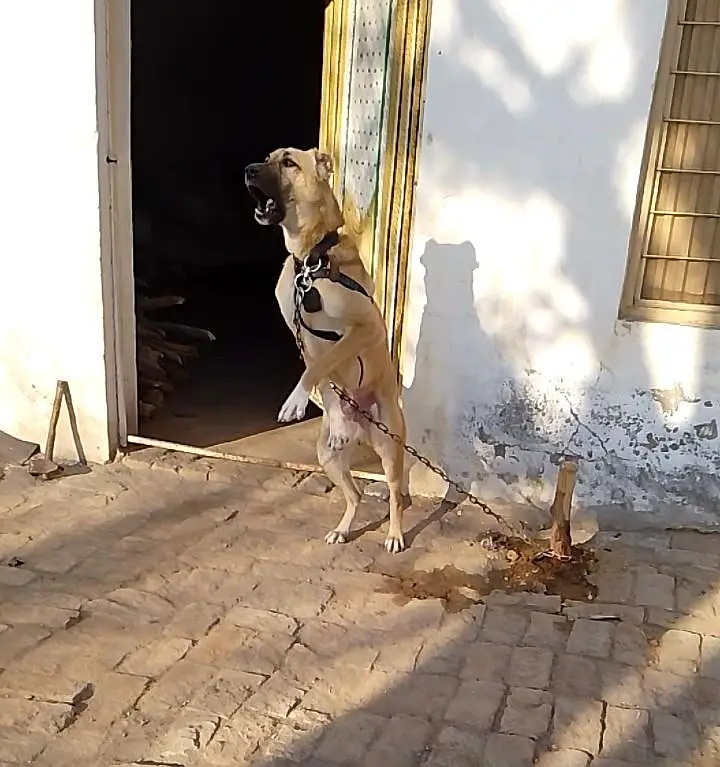 bakrwal dog for ya exchange ho Sakta hy — photo 3