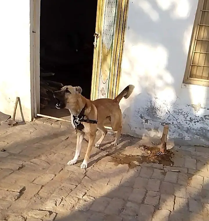 bakrwal dog for ya exchange ho Sakta hy — photo 4