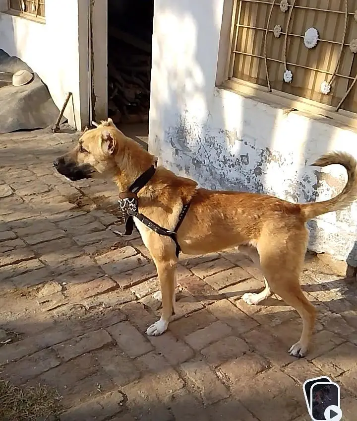 bakrwal dog for ya exchange ho Sakta hy — photo 5