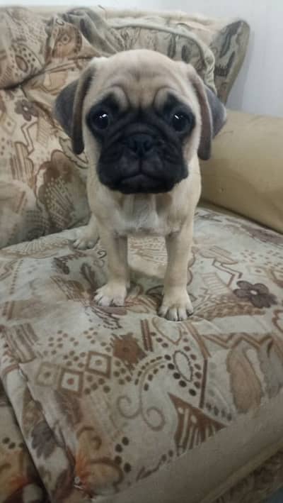 pug male puppy imported blood line exchange price negotiable