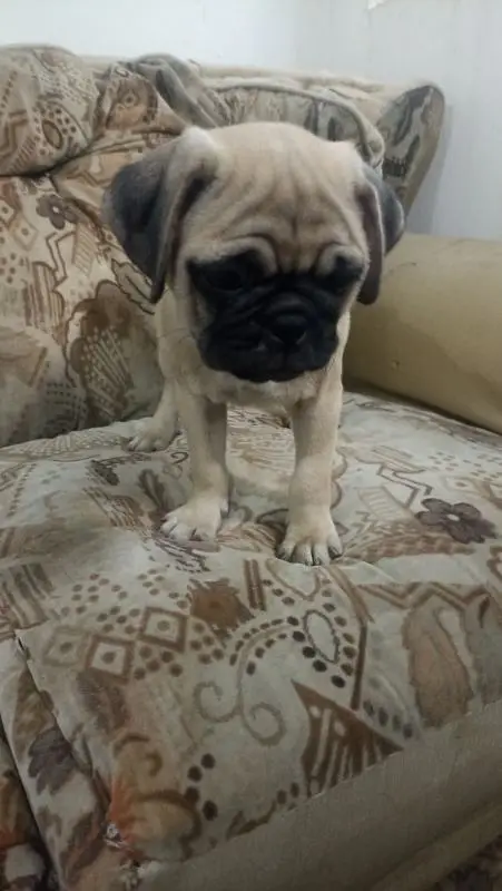 pug male puppy imported blood line exchange price negotiable — photo 2