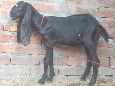 beetal bakri