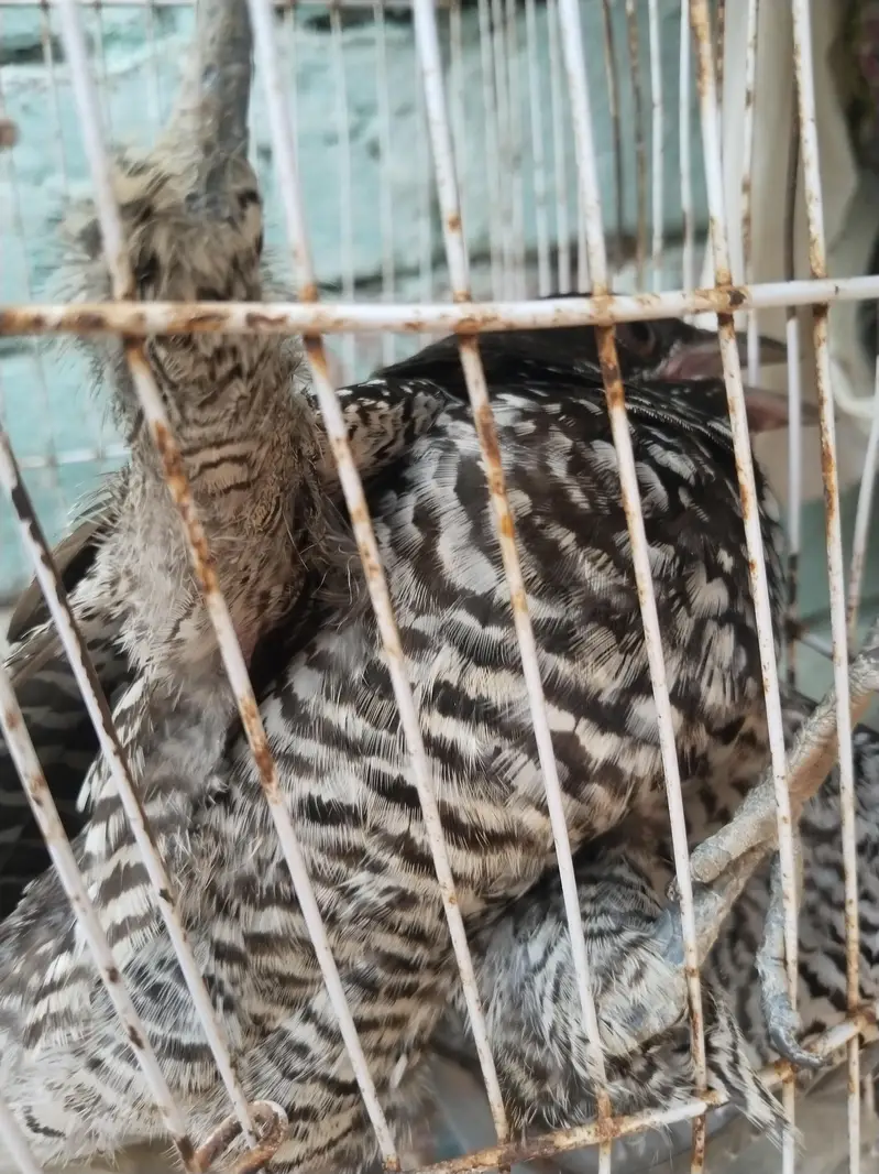 Asian Koel — photo 2