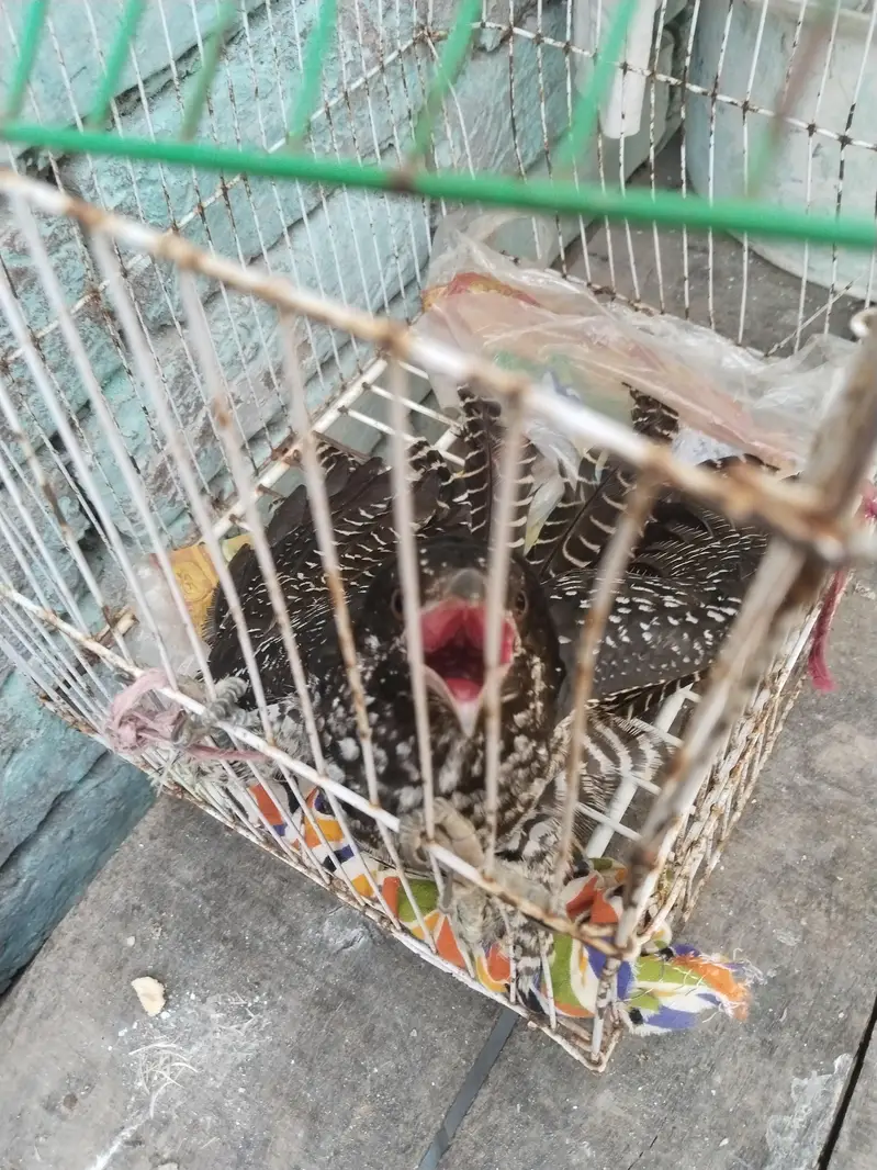 Asian Koel — photo 3