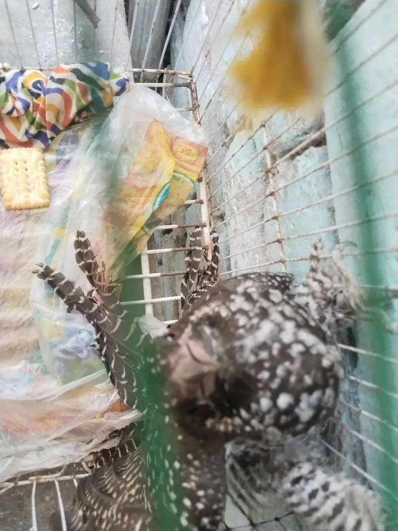 Asian Koel — photo 4