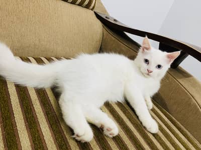 Kittens for sale