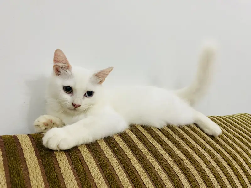 Kittens for sale — photo 2