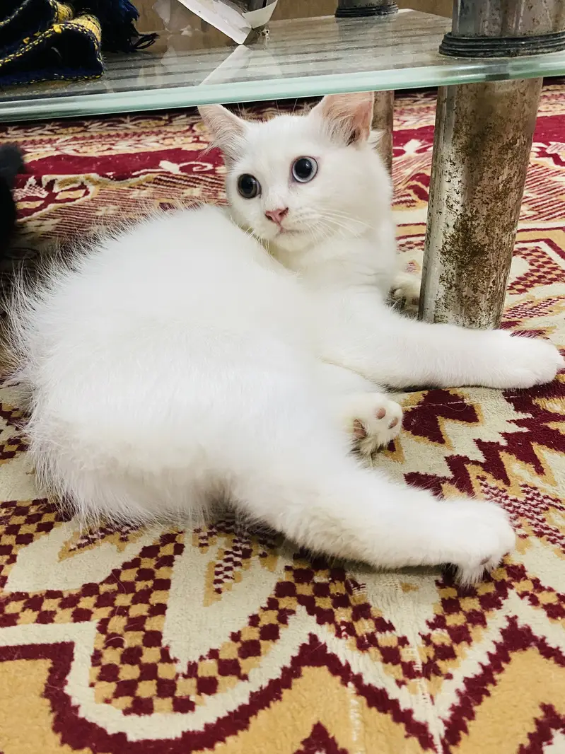 Kittens for sale — photo 3
