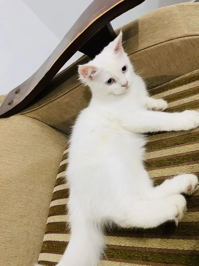 Kittens for sale — photo 4