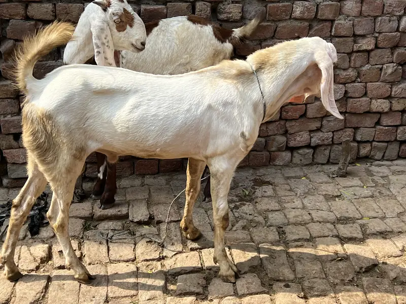 Gis bhai lani ha rabta kar la — photo 2