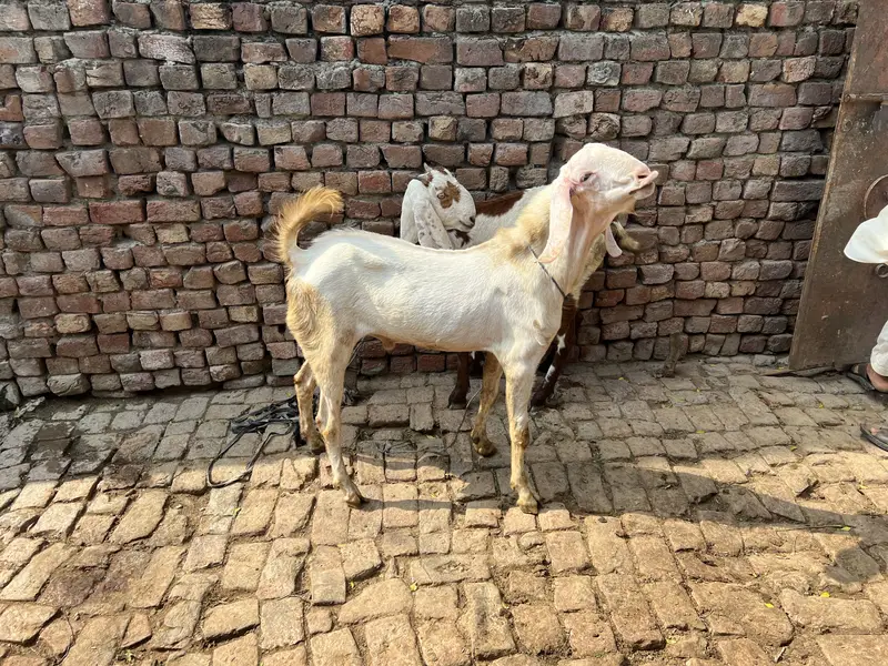 Gis bhai lani ha rabta kar la — photo 3