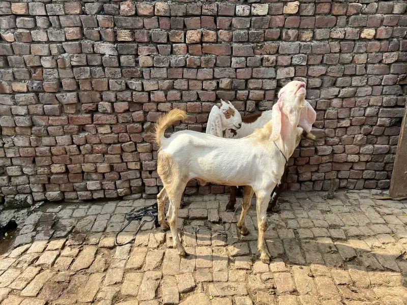 Gis bhai lani ha rabta kar la — photo 4