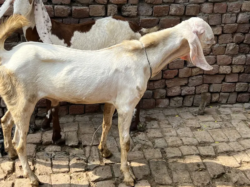 Gis bhai lani ha rabta kar la — photo 5
