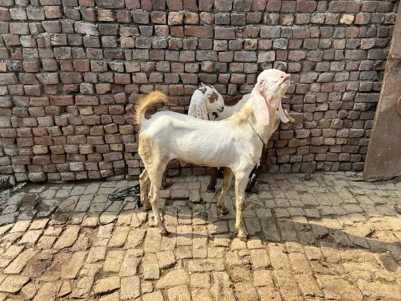 Gis bhai lani ha rabta kar la — photo 6