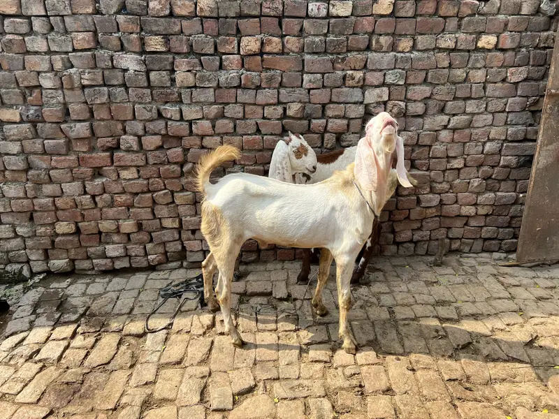 Gis bhai lani ha rabta kar la — photo 7