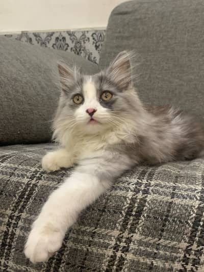 Adorable and Playful Cat Looking for a Loving Home