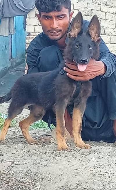 German shepherd double code mein female healthy and active mein for
