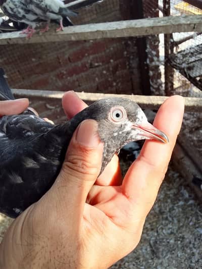 Aslamoalikum tady bchy 1 se 9 pr tk k pthi pthy for sale hn.