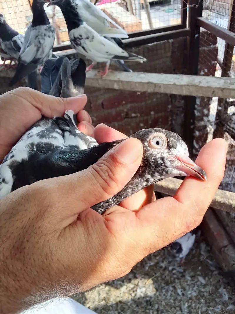 Aslamoalikum tady bchy 1 se 9 pr tk k pthi pthy for sale hn. — photo 2