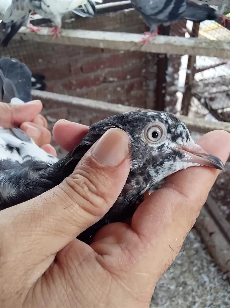 Aslamoalikum tady bchy 1 se 9 pr tk k pthi pthy for sale hn. — photo 3