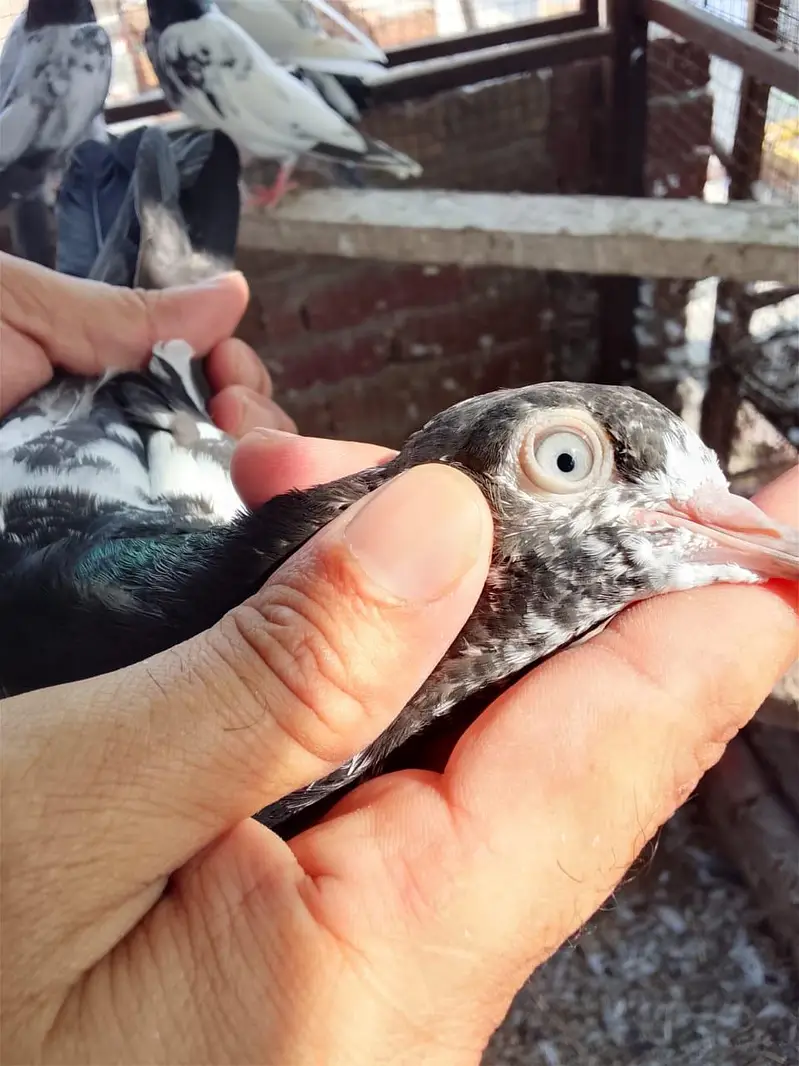 Aslamoalikum tady bchy 1 se 9 pr tk k pthi pthy for sale hn. — photo 4