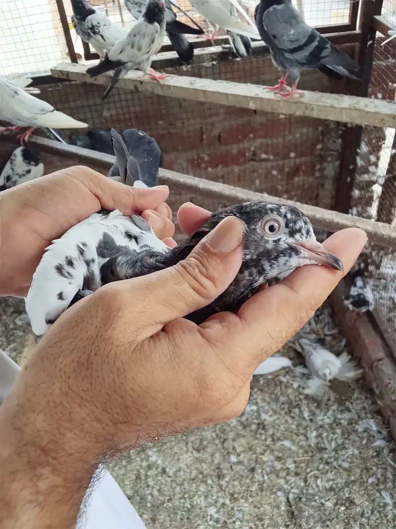 Aslamoalikum tady bchy 1 se 9 pr tk k pthi pthy for sale hn. — photo 5