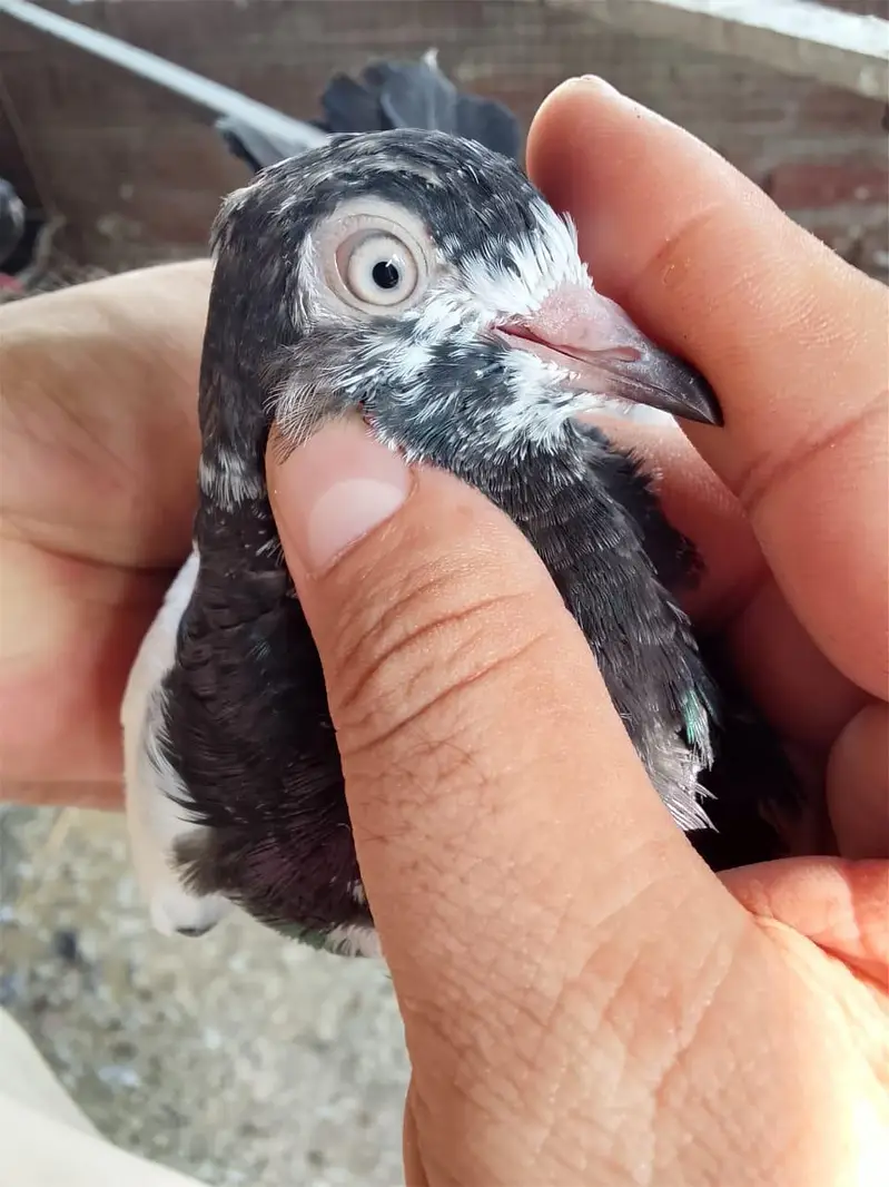 Aslamoalikum tady bchy 1 se 9 pr tk k pthi pthy for sale hn. — photo 7