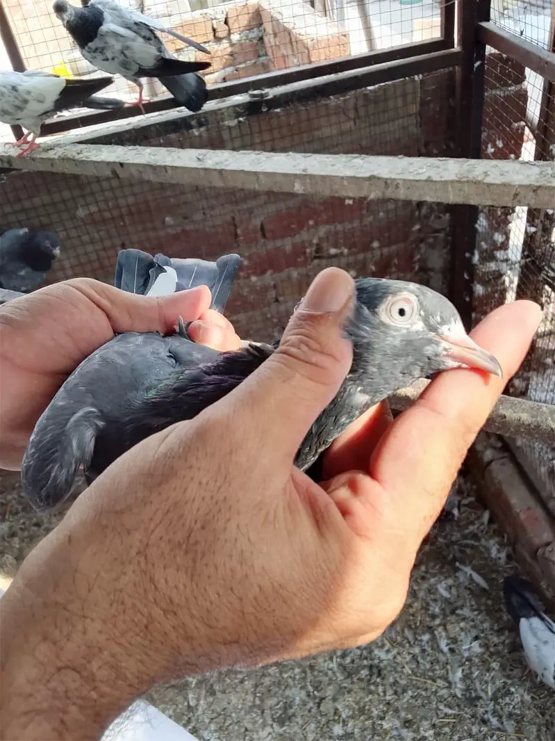 Aslamoalikum tady bchy 1 se 9 pr tk k pthi pthy for sale hn. — photo 8