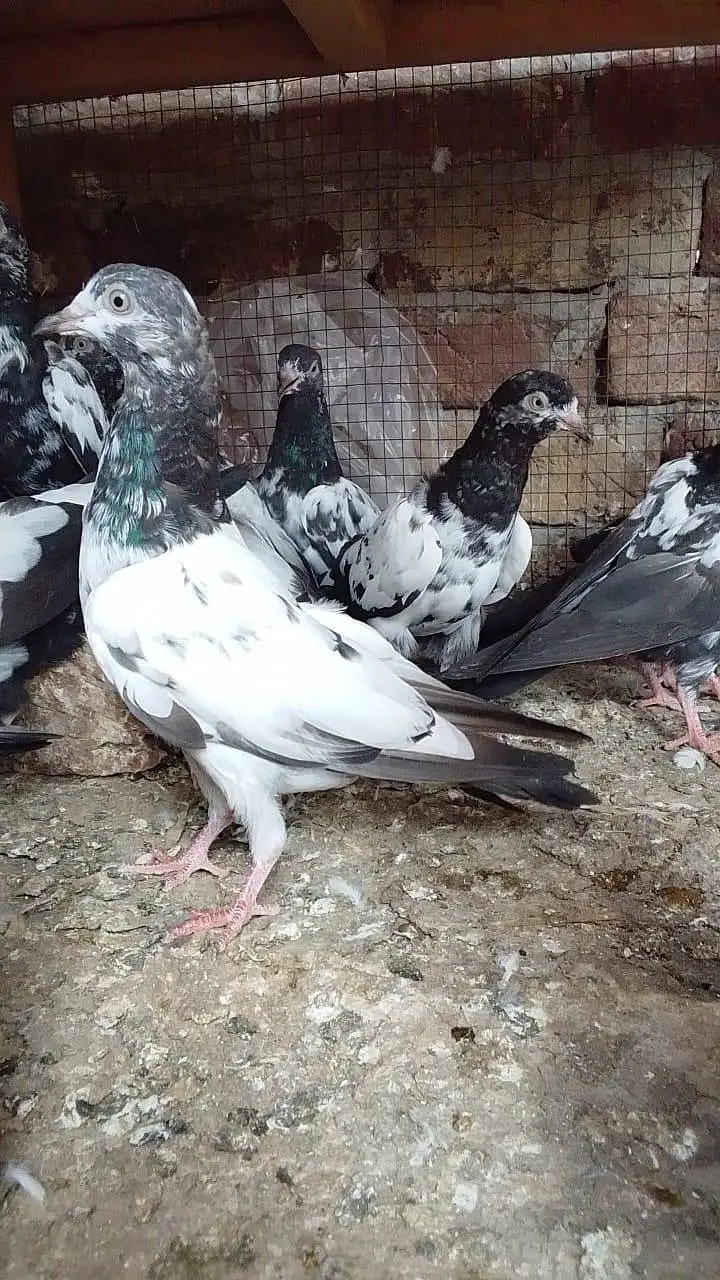 Aslamoalikum tady bchy 1 se 9 pr tk k pthi pthy for sale hn. — photo 10