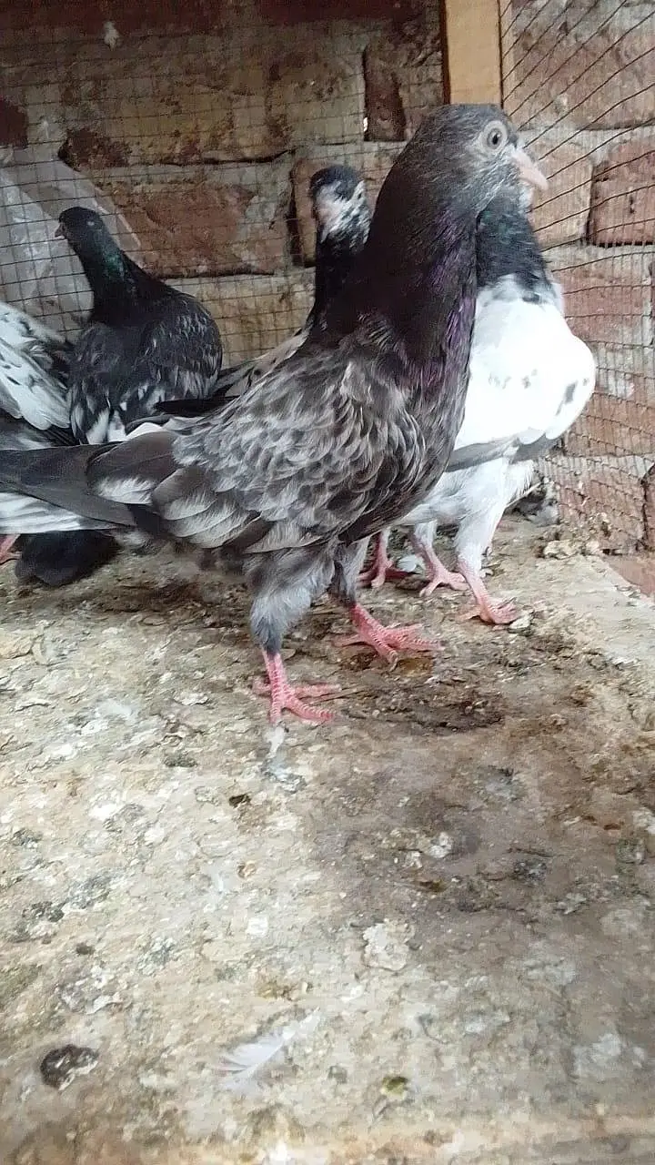 Aslamoalikum tady bchy 1 se 9 pr tk k pthi pthy for sale hn. — photo 11