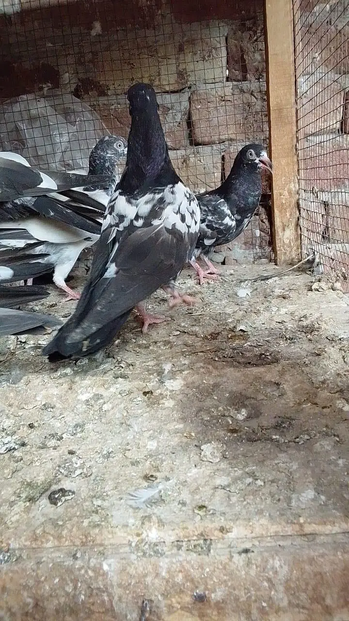 Aslamoalikum tady bchy 1 se 9 pr tk k pthi pthy for sale hn. — photo 12