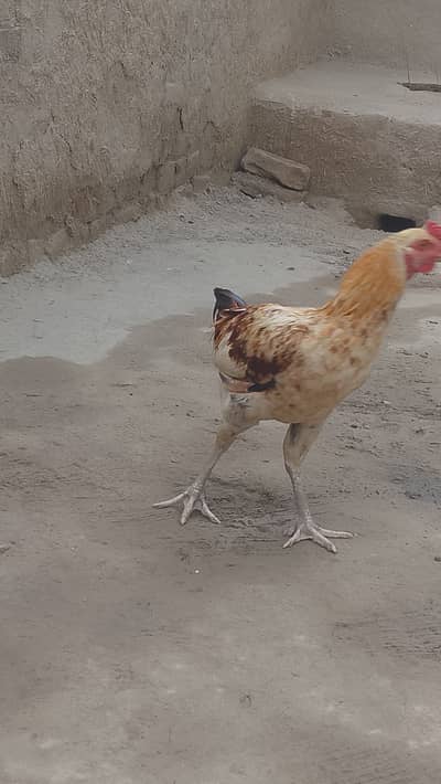 مرغی سے بریڈ کرایا ہوا ہے