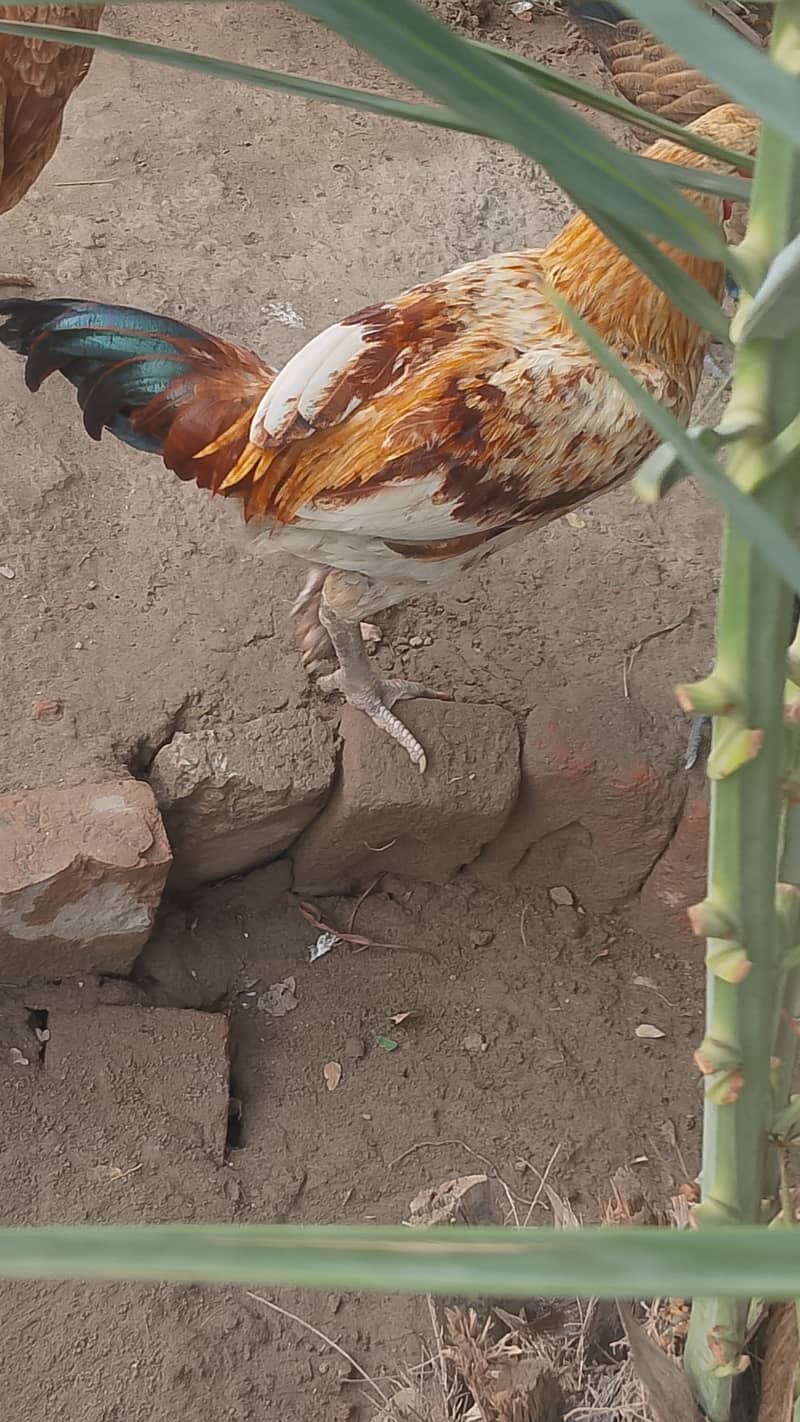 مرغی سے بریڈ کرایا ہوا ہے 1