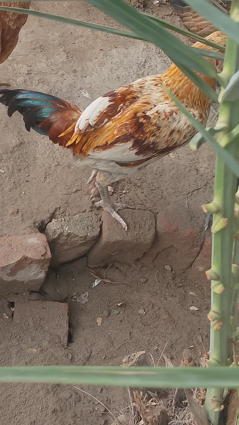 مرغی سے بریڈ کرایا ہوا ہے — photo 2