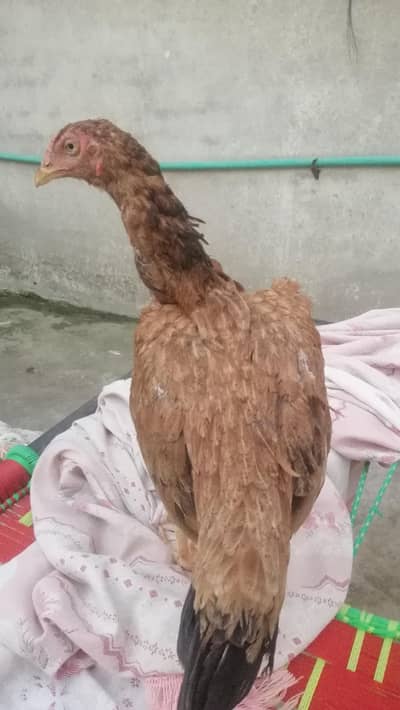 pure Aseel birds Are Avaiable