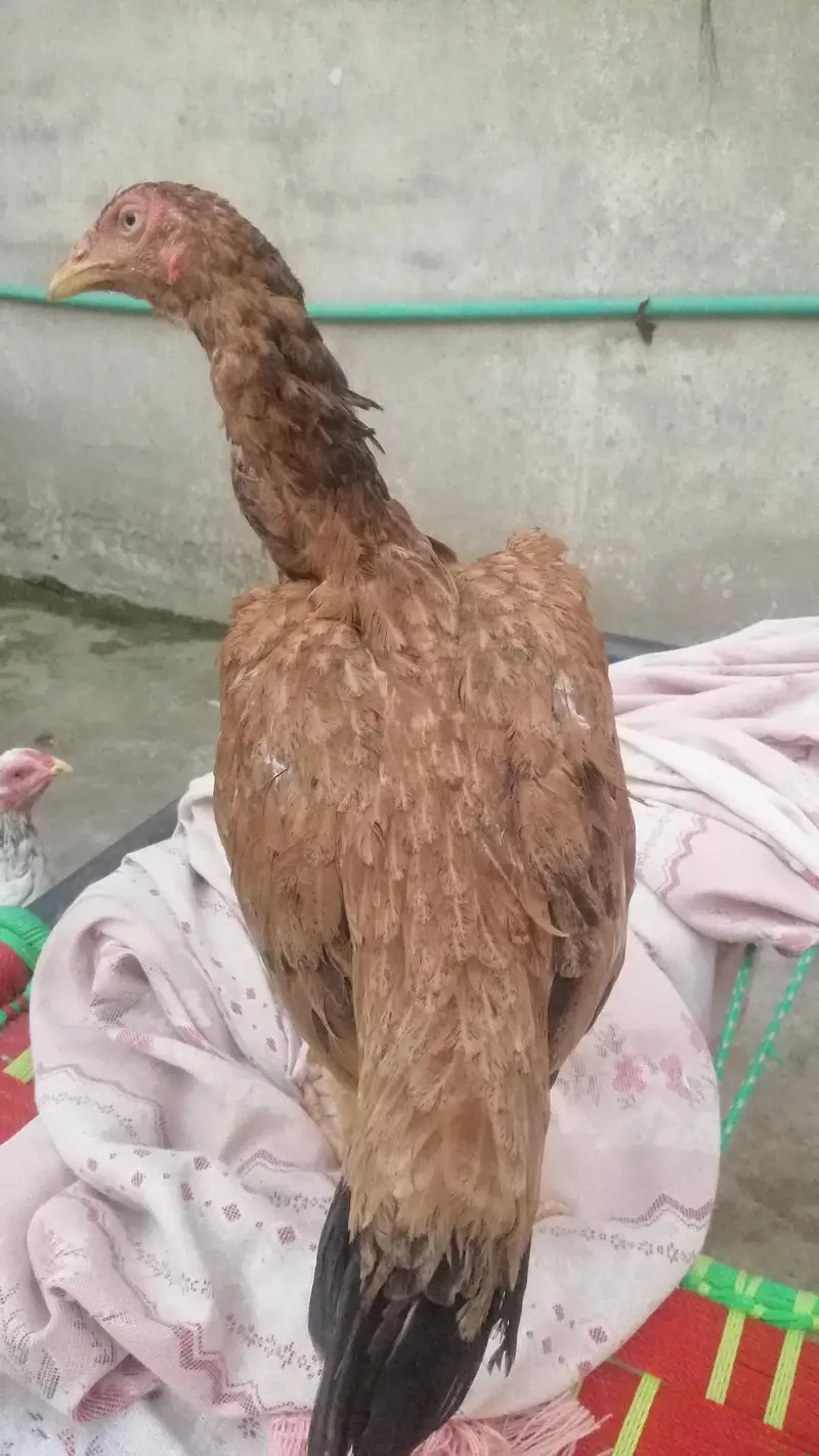 pure Aseel birds Are Avaiable — photo 2