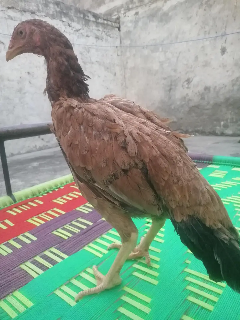 pure Aseel birds Are Avaiable — photo 3