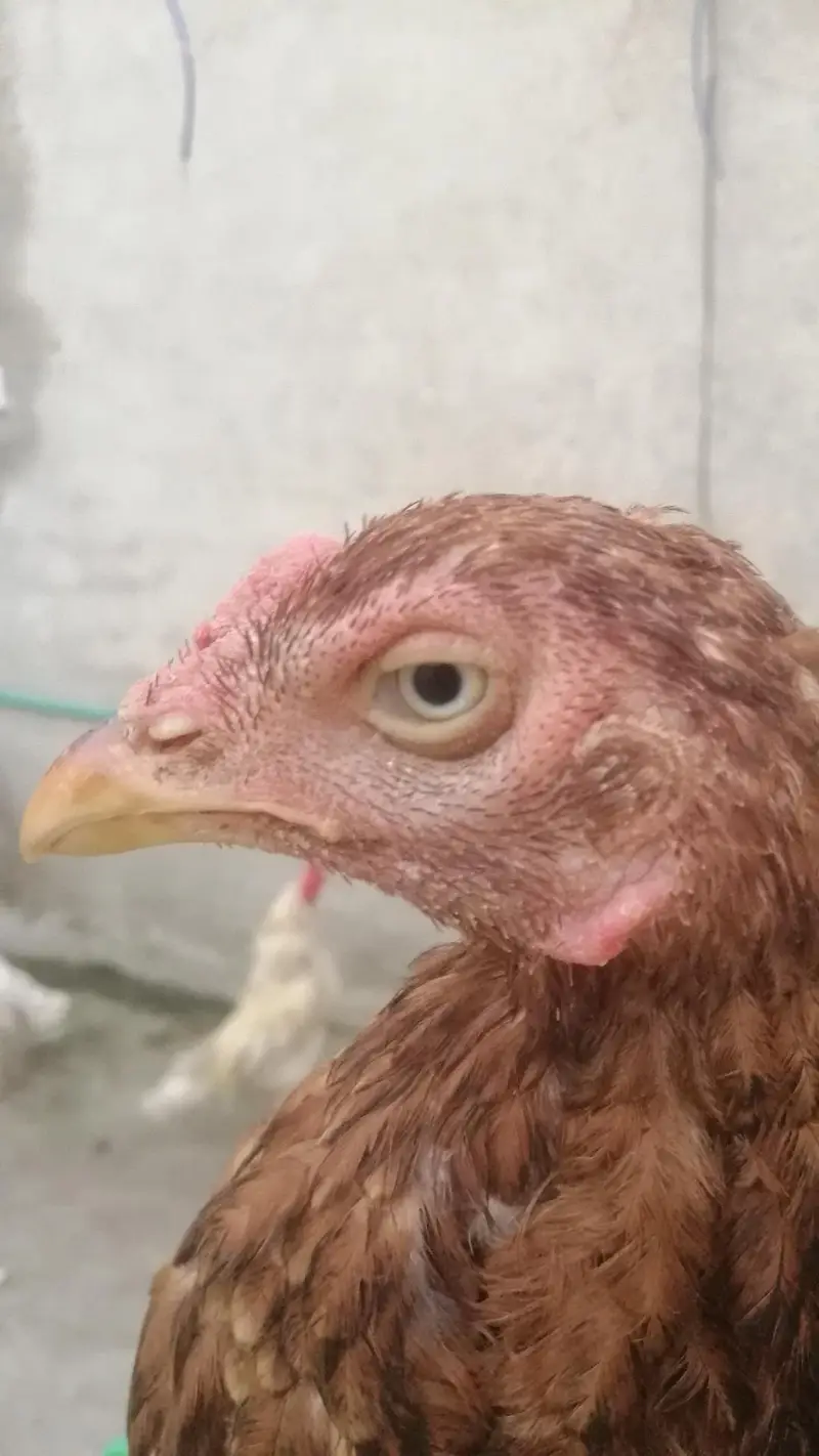 pure Aseel birds Are Avaiable — photo 4
