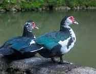 Muscovy duck for sell 1 male 2 female