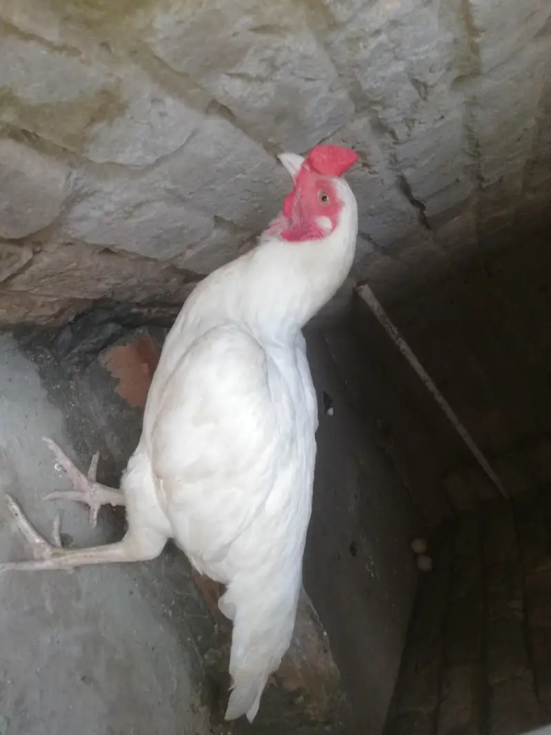 heera aseel pattha. — photo 6